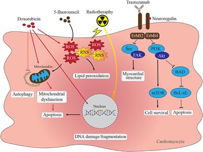 High Density Lipoprotein and Its Precursor Protein Apolipoprotein A1 as Potential Therapeutics to Prevent Anthracycline Associated Cardiotoxicity